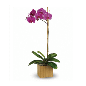 Graceful Orchid Elegance