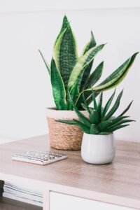 Stylish interior with a snake plant and aloe on a wooden table, perfect for modern decor.